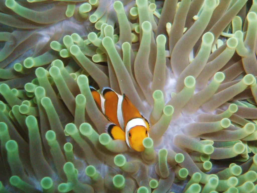 Doubleyou Homestay Pemuteran Exteriér fotografie